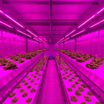 Indoor Farming Lettuce